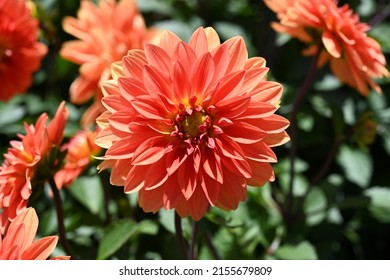 Dahlia Flower Garden In Summer.  Dahlia Flower In A Flower Bed. Close-up