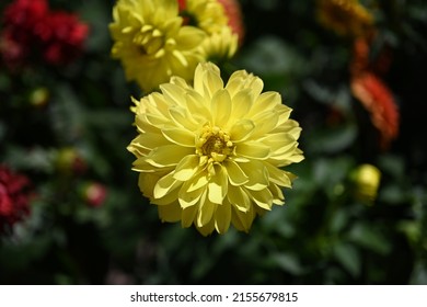 Dahlia Flower Garden In Summer.  Dahlia Flower In A Flower Bed. Close-up