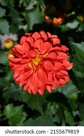 Dahlia Flower Garden In Summer.  Dahlia Flower In A Flower Bed. Close-up