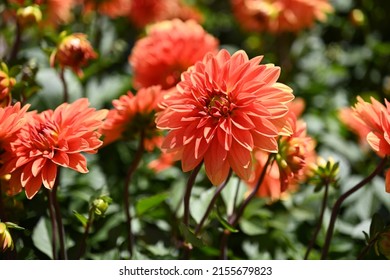 Dahlia Flower Garden In Summer.  Dahlia Flower In A Flower Bed. Close-up