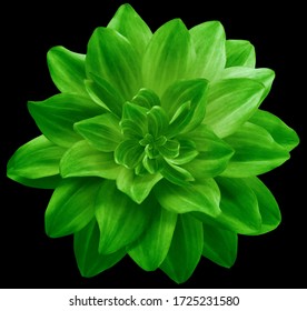 花 切り抜き の画像 写真素材 ベクター画像 Shutterstock