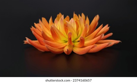 Dahlia flower head against a dark background. Petals of an yellow Dahlia flower. Floral macro. Beautiful Dahlia in bloom. Big autumn flowers on black. Floral abstract background. Greeting card.