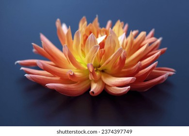 Dahlia flower head against a dark blue background. Petals of an orange Dahlia flower. Floral macro. Beautiful Dahlia in bloom. Big autumn flowers on black. Floral abstract background. Greeting card.