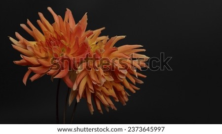 Dahlia flower head against a dark background. Petals of an orange Dahlia flower. Floral macro. Beautiful Dahlia in bloom. Big autumn flowers on black. Floral abstract background. Greeting card.