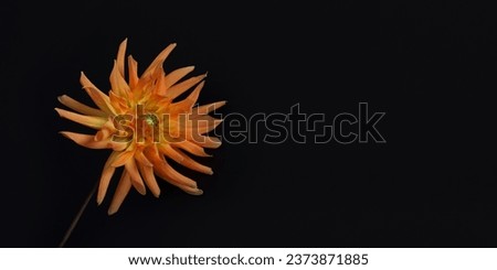Dahlia flower head against a dark background. Petals of an orange Dahlia flower. Floral macro. Beautiful Dahlia in bloom. Autumn flowers on black. Floral abstract background. Greeting card.