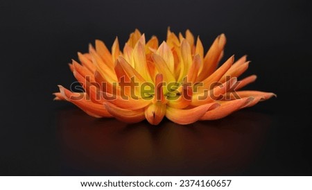 Dahlia flower head against a dark background. Petals of an yellow Dahlia flower. Floral macro. Beautiful Dahlia in bloom. Big autumn flowers on black. Floral abstract background. Greeting card.