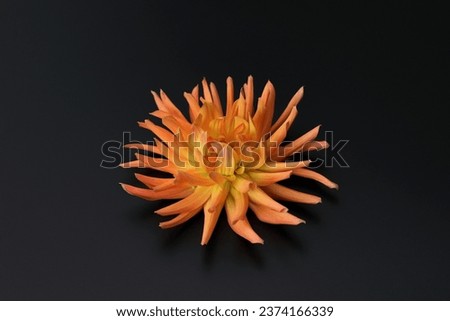 Dahlia flower head against a dark background. Petals of an orange Dahlia flower. Floral macro. Beautiful Dahlia in bloom. Big autumn flowers on black. Floral abstract background. Greeting card.