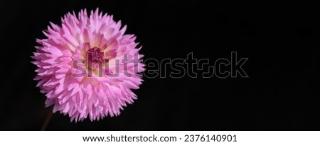 Dahlia flower head against a dark background. Petals of an pink Dahlia flower. Floral macro. Beautiful Dahlia in bloom. Big autumn flowers on black. Floral abstract background. Greeting card.