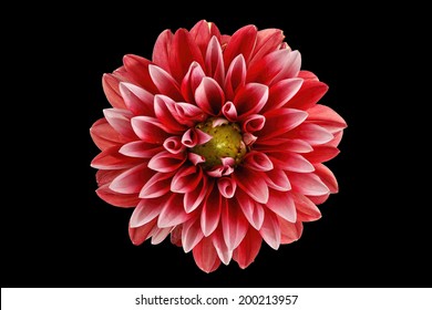 Dahlia Flower Isolated On Black