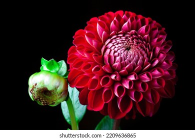 Dahlia flower isolated on dark background. Beautiful red Dahlia flower with green bud close up. Flower background Dahlia fermain. Macro.