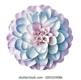 dahlia flower, isolated  on a white background.   Closeup.    For design.  Nature.                                   