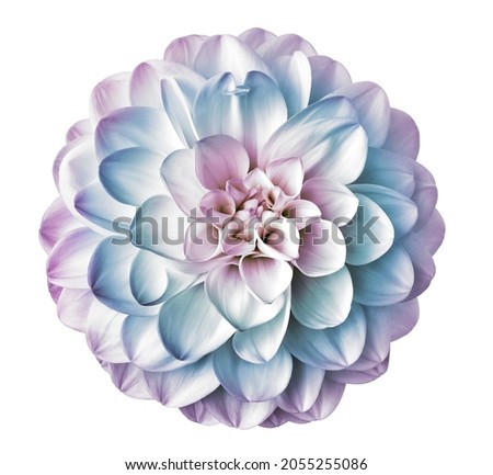 dahlia flower, isolated  on a white background.   Closeup.    For design.  Nature.                                   