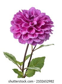 Dahlia flower with leaves, Purple dahlia flower isolated on white background, with clipping path                          
