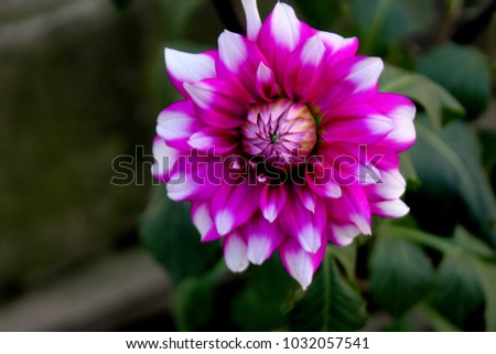Dahlia Flower on Isolated Background, Jowey Winnie