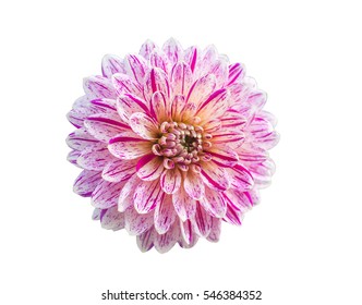 Dahlia Flower On A White Background Closeup