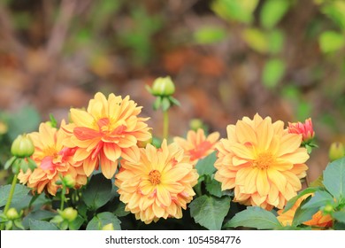 The Dahlia Flower At The Park Of Flower Bed