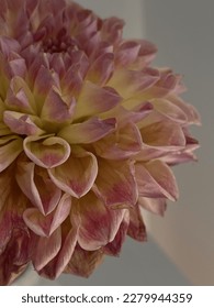 Dahlia flower. Dahlia petals. Close-up pictures. Nature. Blooming. Tenderness. Macro pics.