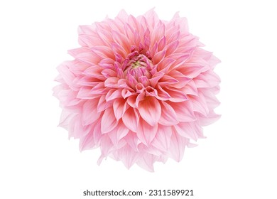 Dahlia flower, Pink dahlia flower isolated on white background, with clipping path