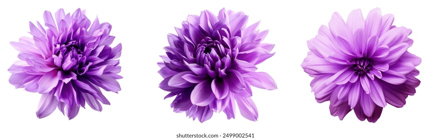 Dahlia flower pink-violet big petals. white isolated background with clipping path. Closeup. no shadows. For design. Nature. - Powered by Shutterstock