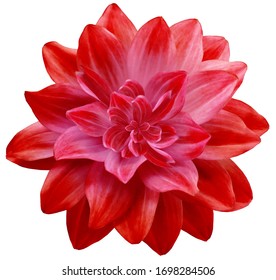  dahlia flower red. Flower isolated on a white background. No shadows with clipping path. Close-up. Nature. - Shutterstock ID 1698284506