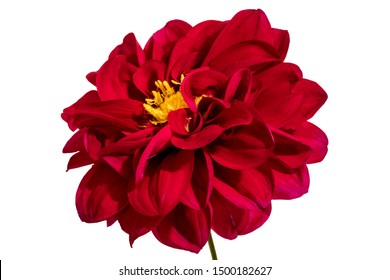 Dahlia flower, Red dahlia flower with yellow pollen isolated on white background, with clipping path      - Shutterstock ID 1500182627