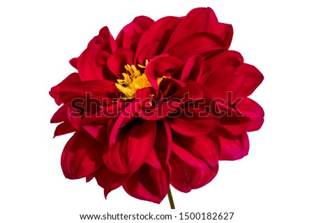 Dahlia flower, Red dahlia flower with yellow pollen isolated on white background, with clipping path     