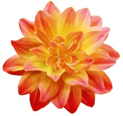  Dahlia Flower Red-yellow. Flower Isolated On A White Background. No Shadows With Clipping Path. Close-up. Nature.