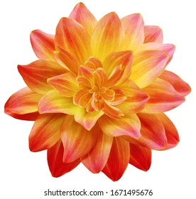  dahlia flower red-yellow. Flower isolated on a white background. No shadows with clipping path. Close-up. Nature.
