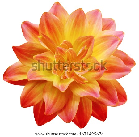  dahlia flower red-yellow. Flower isolated on a white background. No shadows with clipping path. Close-up. Nature.
