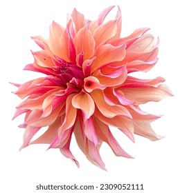 Dahlia flower white background nature - Powered by Shutterstock