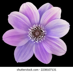 dahlia flowerpurple. Flower isolated on the black background. No shadows with clipping path. Close-up. Nature. - Shutterstock ID 2238107131