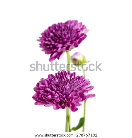 Similar – Image, Stock Photo Allium isolated on white background