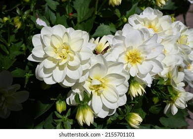 Dahlia Flowers Garden In Summer.  Dahlia Flower In A Flower Bed. Close-up