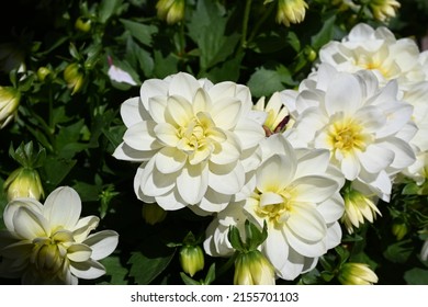 Dahlia Flowers Garden In Summer.  Dahlia Flower In A Flower Bed. Close-up