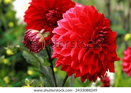 Dahlia flowers in natural park