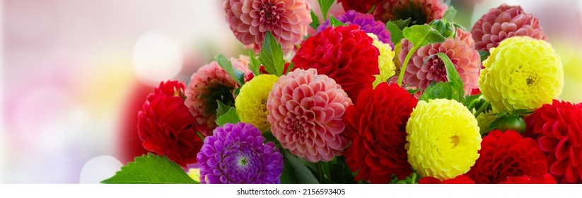 Dahlia fresh mixed flowers bouquet on defocused fall garden background close up - Powered by Shutterstock
