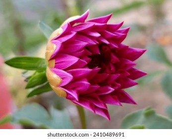 Dahlia is a genus of bushy, tuberous, herbaceous perennial plants native to Mexico and Central America. As a member of the Asteraceae family of dicotyledonous plants, its relatives include the sunflow