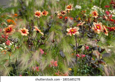 Dahlia Happy Single Date Pennisetum Setaceum Rubrum