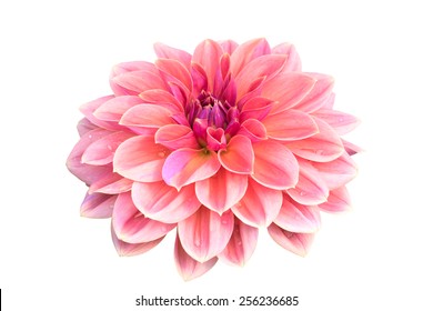 Dahlia Isolated