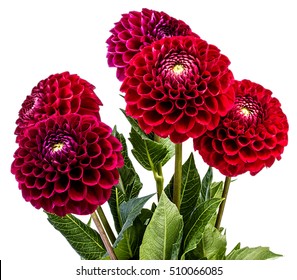 Dahlia Isolated On White Background