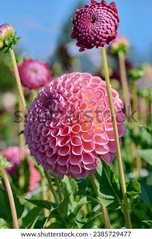 dahlia Jowey Winnie with leaves, buds and small flowers