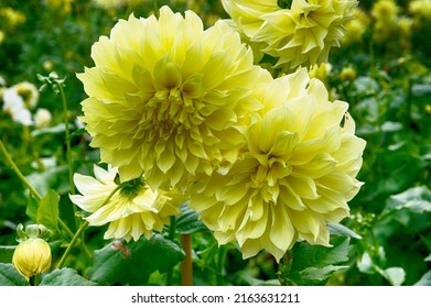 Dahlia 'Kelvin Floodlight' is a decorative dahlia with yellow flowers