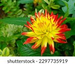 dahlia kenora sunset bicolored flowers yellow with red closeup top angle
