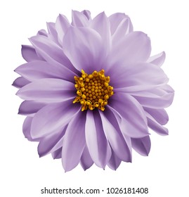 Dahlia light violet flower on a white isolated background with clipping path. Closeup no shadows. Garden flower. Nature.