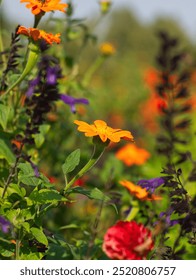 Prado Dahlia  Paisaje