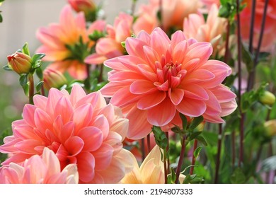 Dahlia 'Mister Frans'  in flower.  - Shutterstock ID 2194807333