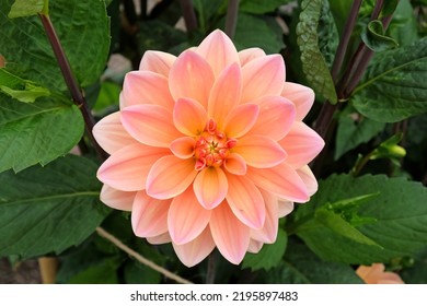 Dahlia 'Mister Frans'  in flower.  - Powered by Shutterstock