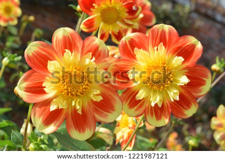 Dahlia. Name Pooh. Close up of two pink and yellow flowers.