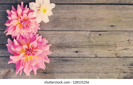 dahlia on wooden background