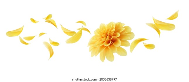 dahlia with its petals flying isolated on white - Powered by Shutterstock